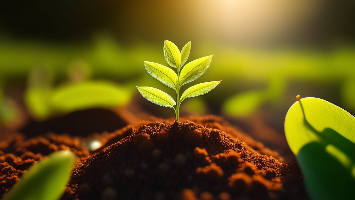 ‘Adopta una planta,’ Una iniciativa para cultivar consciencia ecolgógica