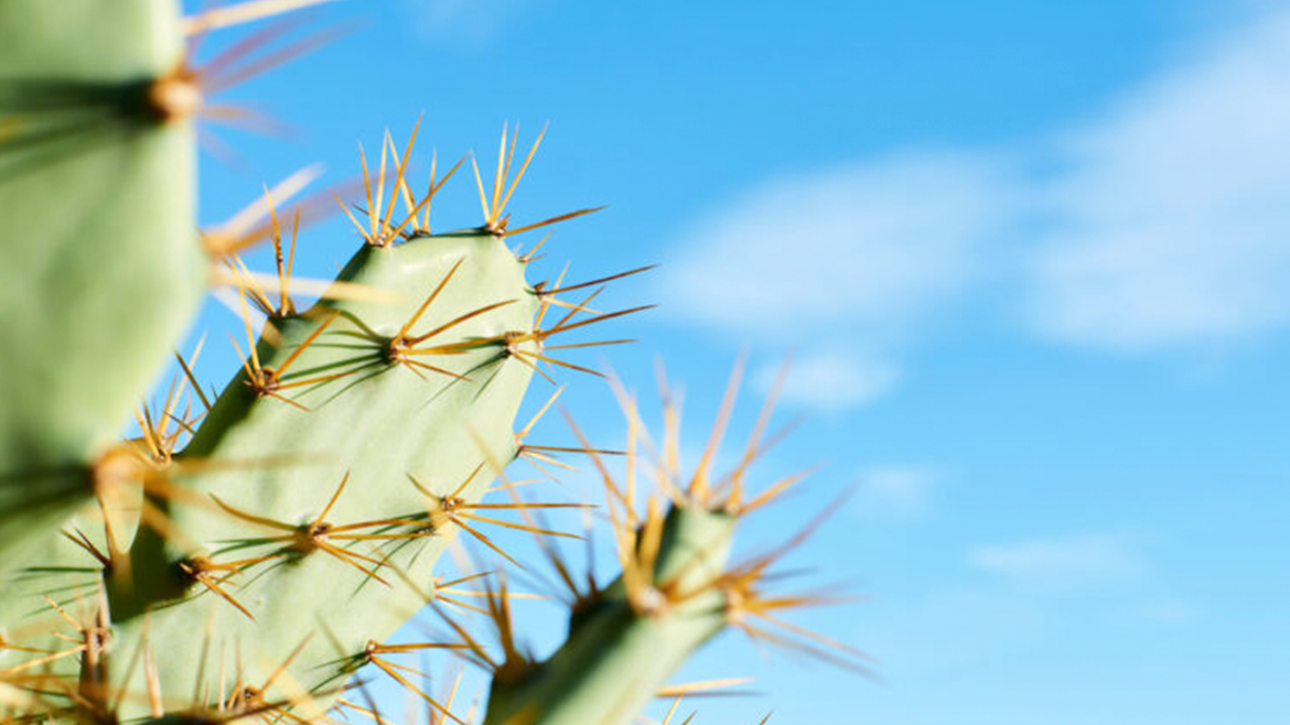 El cactus: usos y beneficios sorprendentes