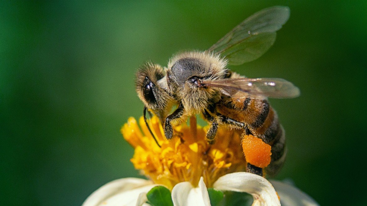 Tan dulce como la miel: el cuidado de las abejas