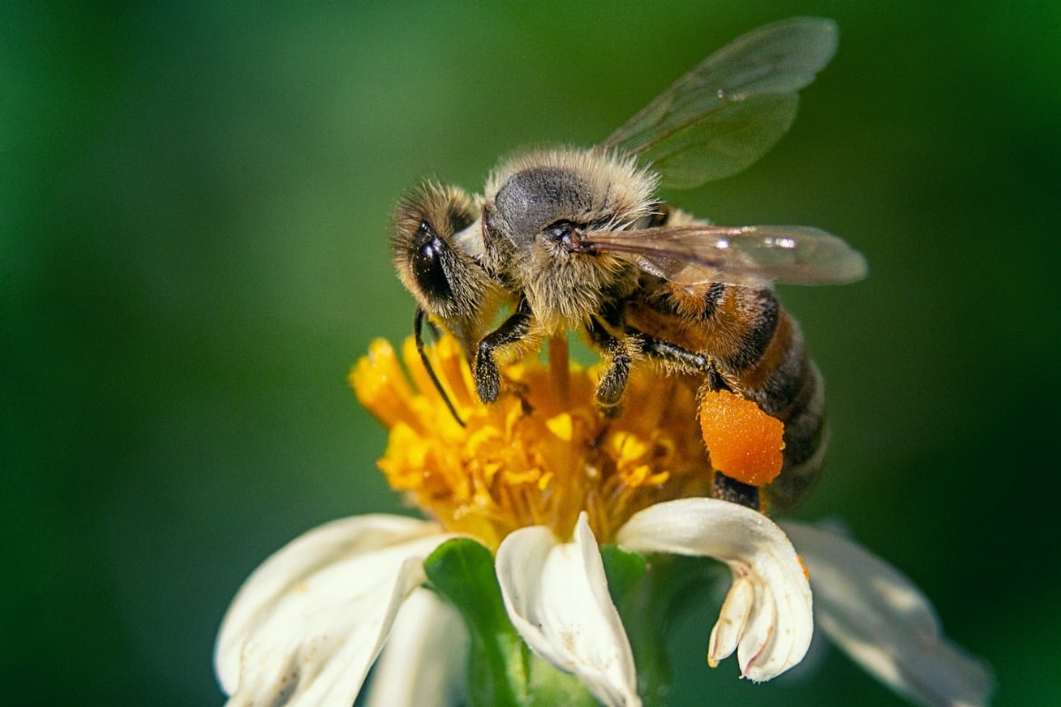 Tan dulce como la miel: el cuidado de las abejas