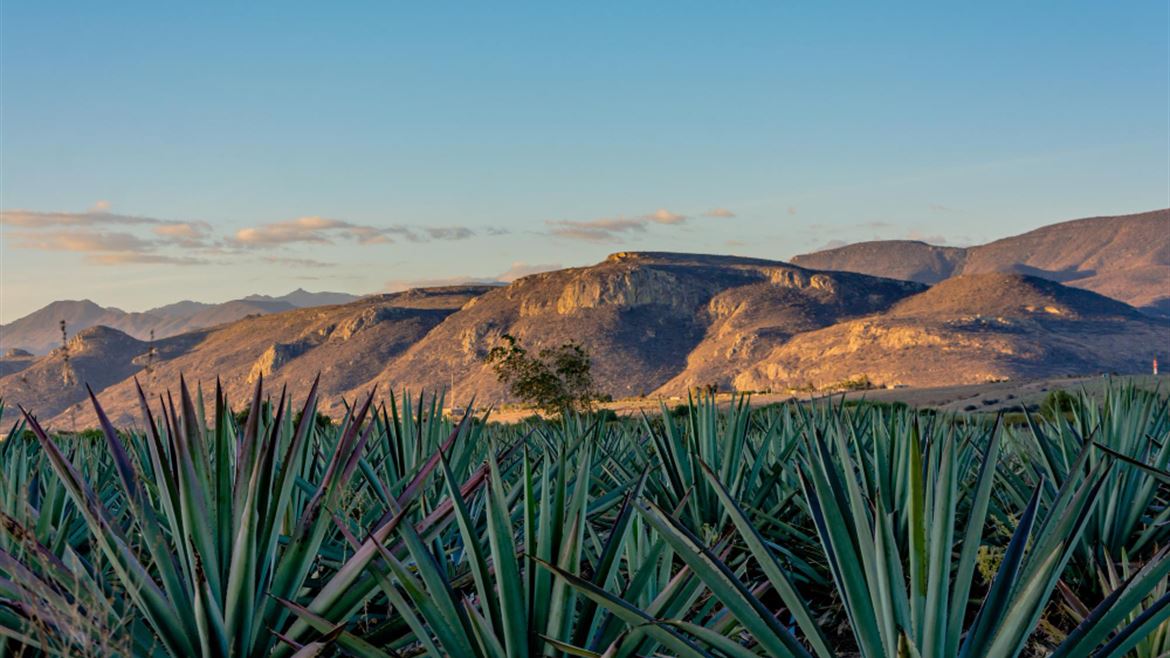 A field of plants with mountains in the background