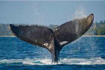  Nueva aventura con ballenas incluye helicóptero para verlas de cerca, un picnic de lujo en la playa de Loreto y más en Grand Velas Los Cabos