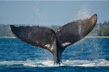  Nueva aventura con ballenas incluye helicóptero para verlas de cerca, un picnic de lujo en la playa de Loreto y más en Grand Velas Los Cabos