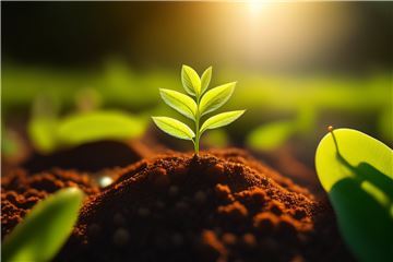 Programa familiar “Adopta una Planta” ahora disponible en Grand Velas Los Cabos