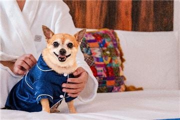 Nueva experiencia VIP (Very Important Pets) en Mar del Cabo 